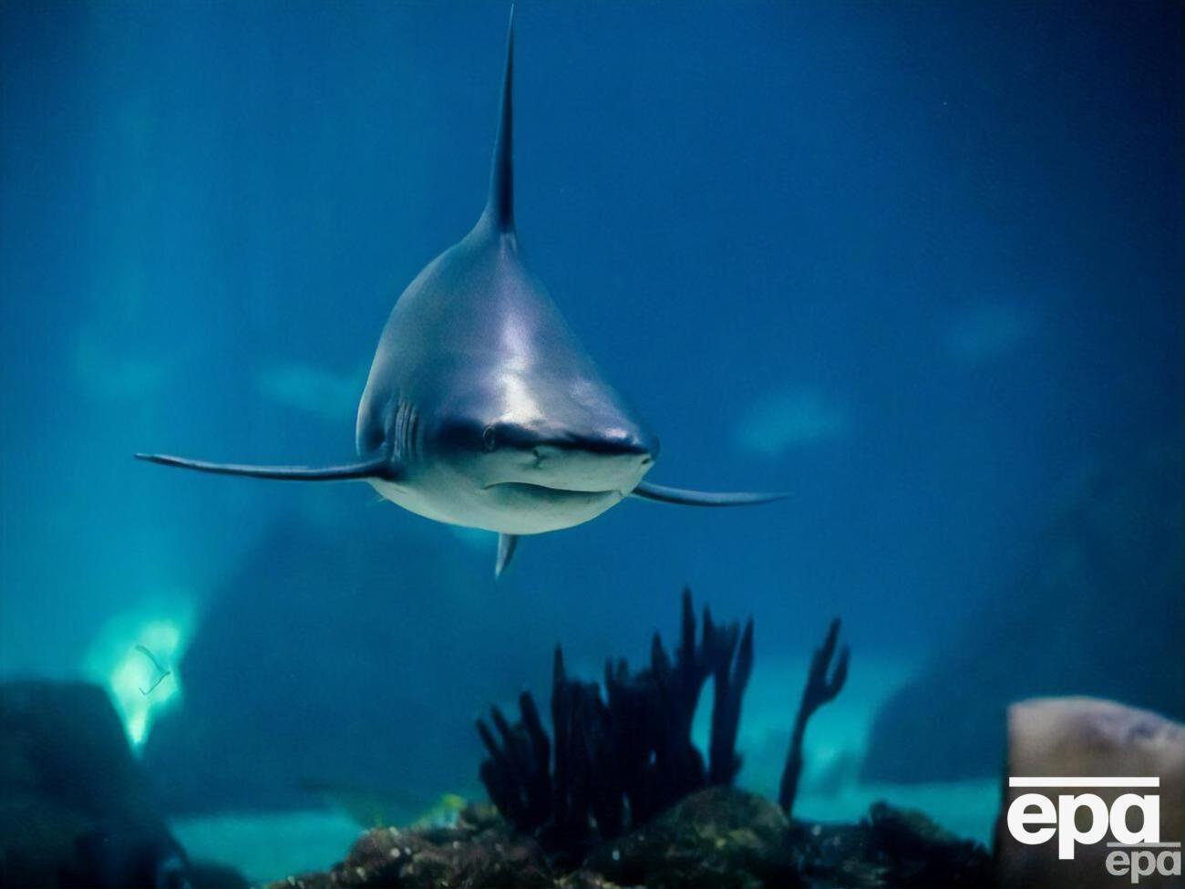 По одной из версий, нападение совершила бычья акула