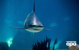 По одной из версий, нападение совершила бычья акула