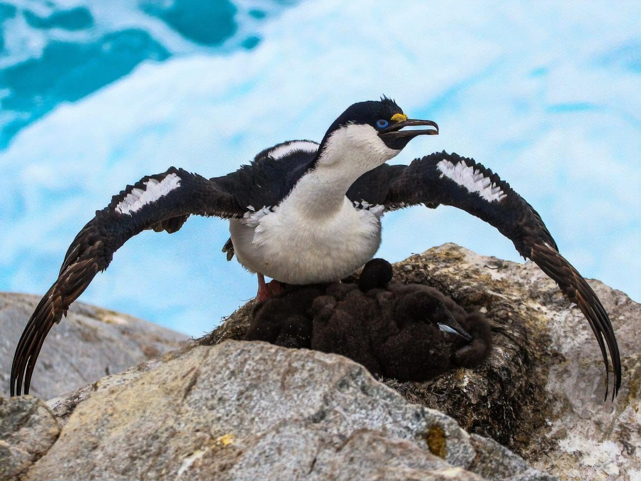 Птенцы синеглазых бакланов постепенно покрываются коричневым пухом, а вырастая, получают черно-белое оперение