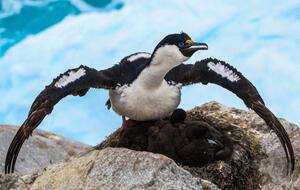 Птенцы синеглазых бакланов постепенно покрываются коричневым пухом, а вырастая, получают черно-белое оперение