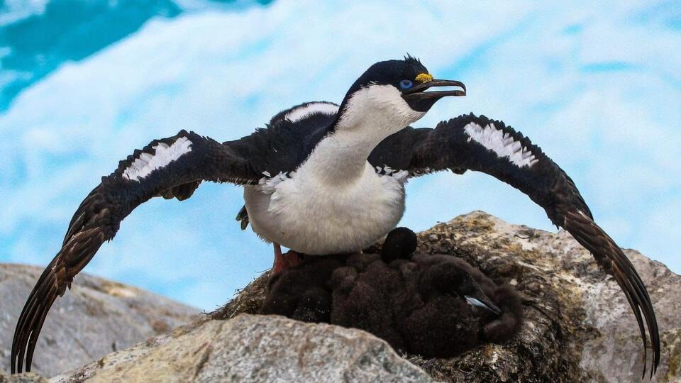 Птенцы синеглазых бакланов постепенно покрываются коричневым пухом, а вырастая, получают черно-белое оперение