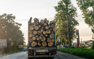 По данным прокуратуры, в лесничестве незаконно вырубали деревья