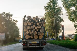По данным прокуратуры, в лесничестве незаконно вырубали деревья