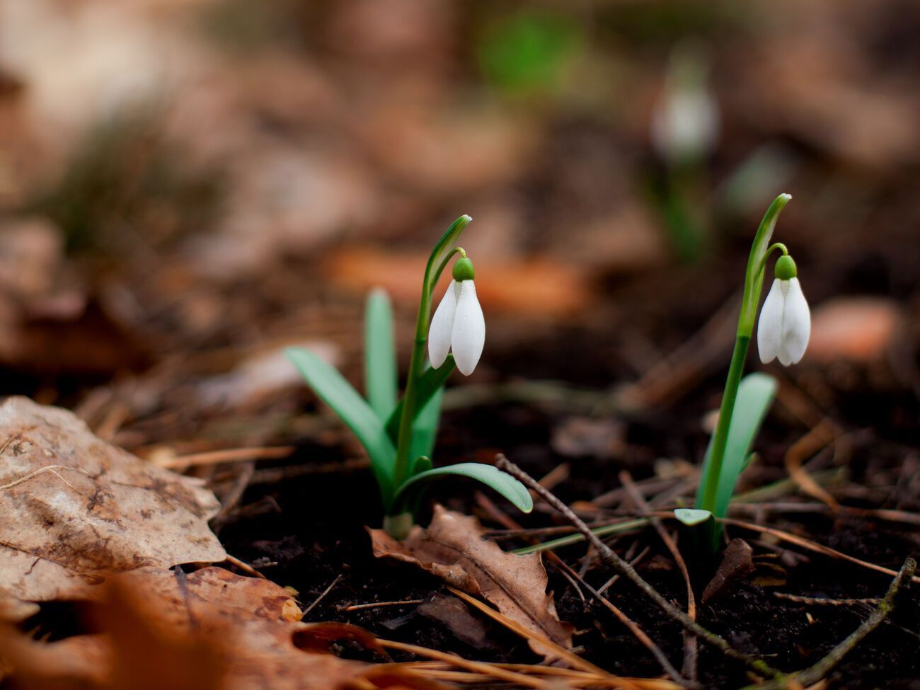 Начиная с 7 марта среднесуточная температура воздуха в Киеве стабильно превышает 0 &deg;С