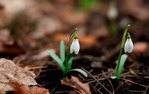 Начиная с 7 марта среднесуточная температура воздуха в Киеве стабильно превышает 0 °С