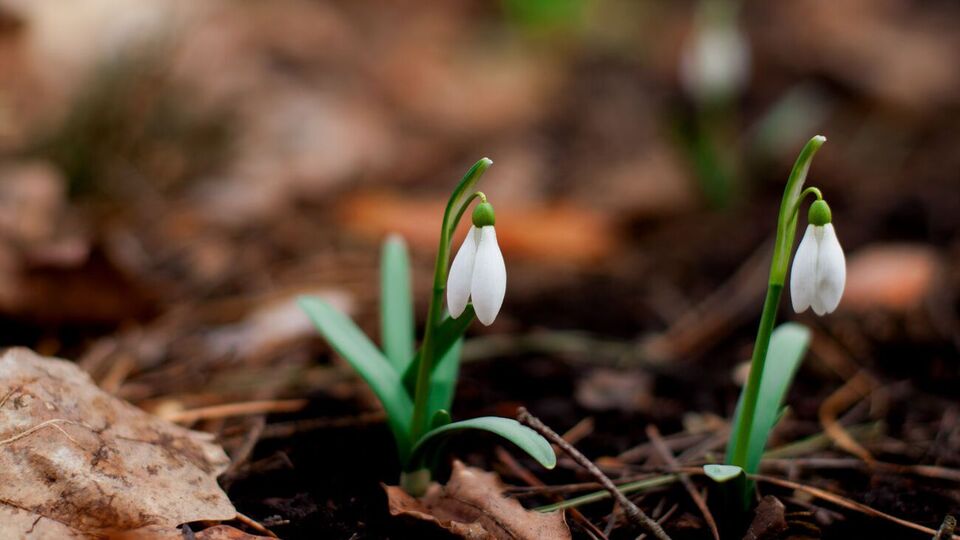 Начиная с 7 марта среднесуточная температура воздуха в Киеве стабильно превышает 0 °С