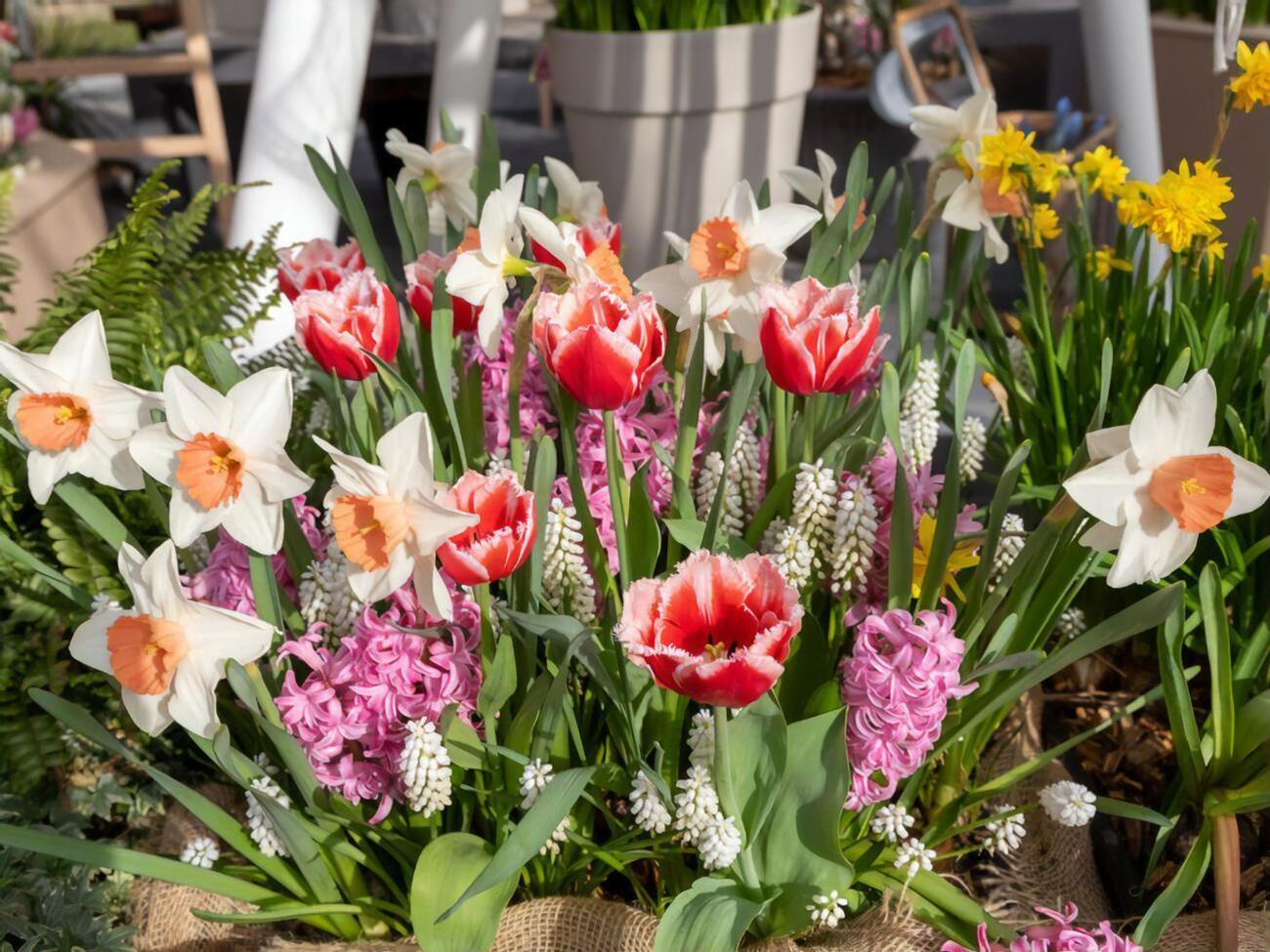 Если луковичные цветы в течение первого сезона не получили необходимые питательные добавки, в следующем сезоне они могут не зацвести