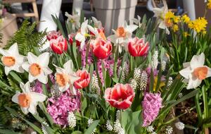 Если луковичные цветы в течение первого сезона не получили необходимые питательные добавки, в следующем сезоне они могут не зацвести