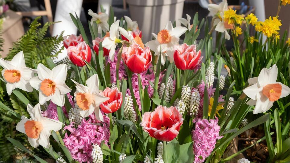 Якщо цибулинні квіти протягом першого сезону не отримали необхідні поживні добавки, в наступному сезоні вони можуть не зацвісти