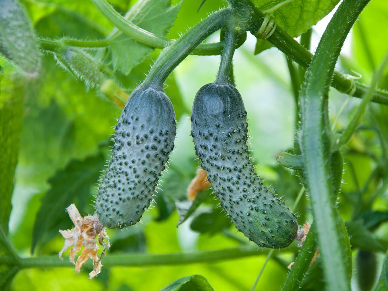 Ідеальним для посіву огірків вважають травень і першу декаду червня