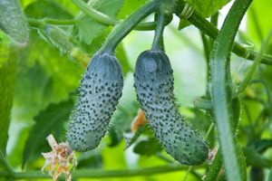 Ідеальним для посіву огірків вважають травень і першу декаду червня