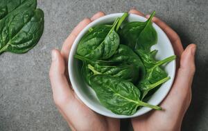 Шпинат можно высаживать два раза в год