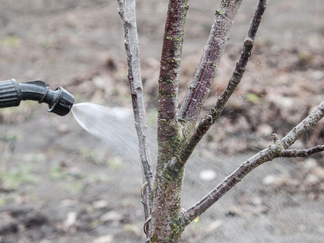 Первая обработка сада проводится ранней весной