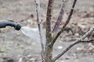 Первая обработка сада проводится ранней весной