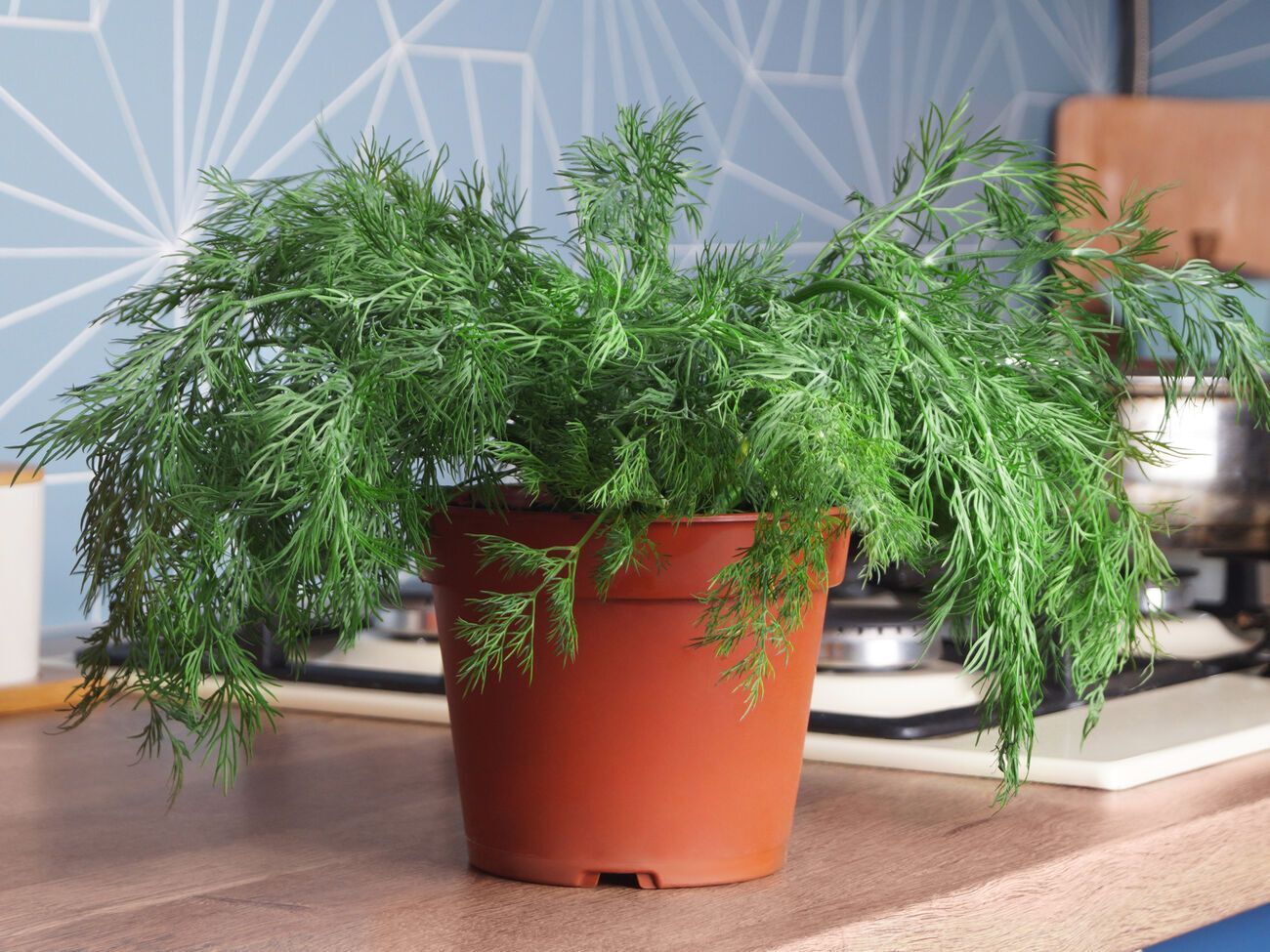 Контейнеры с семенами укропа необходимо расположить на подоконниках, которые выходят на юг