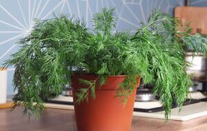 Контейнеры с семенами укропа необходимо расположить на подоконниках, которые выходят на юг