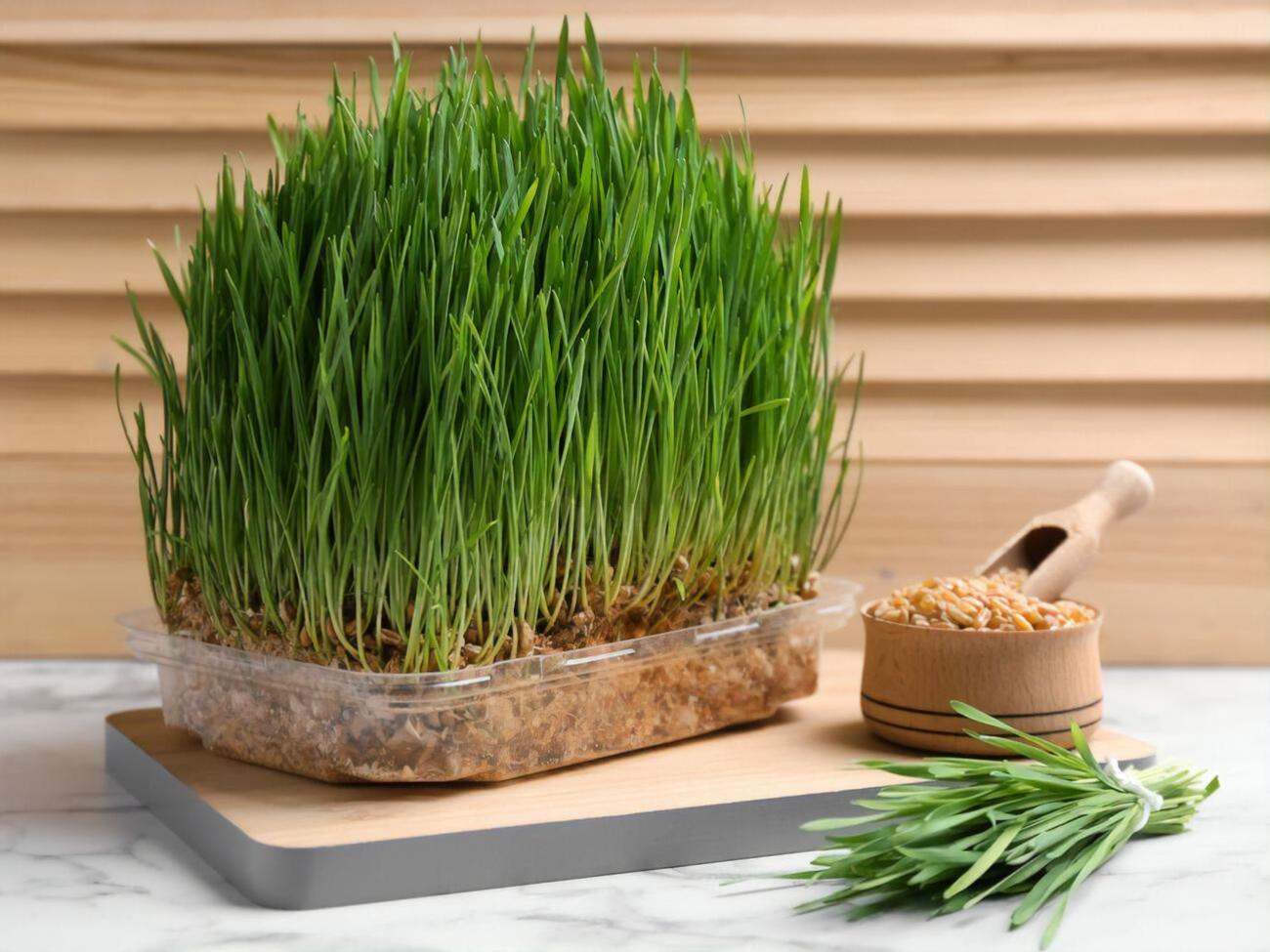 Способ проращивания семян без грунта подойдет для многих культур