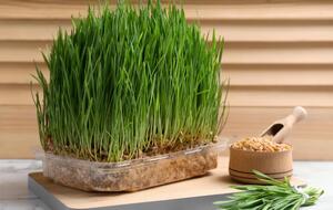 Способ проращивания семян без грунта подойдет для многих культур