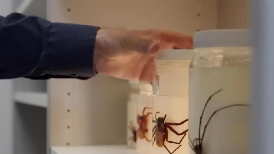 Ученые считают, что речь, вероятно, о вымирающем виде