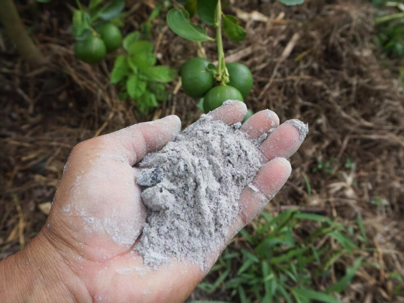 Пеплом можно удобрять разные культуры