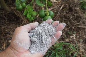 Попелом можна удобрювати різні культури