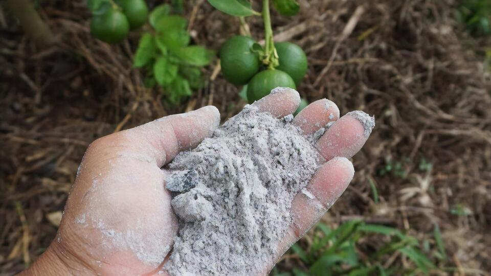 Пеплом можно удобрять разные культуры