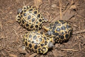 Коли потомство вилупилося, їх назвали Кріп, Корнішон і Халапеньйо