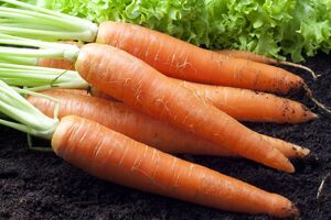 Насіння моркви для посіву має бути максимально свіжим