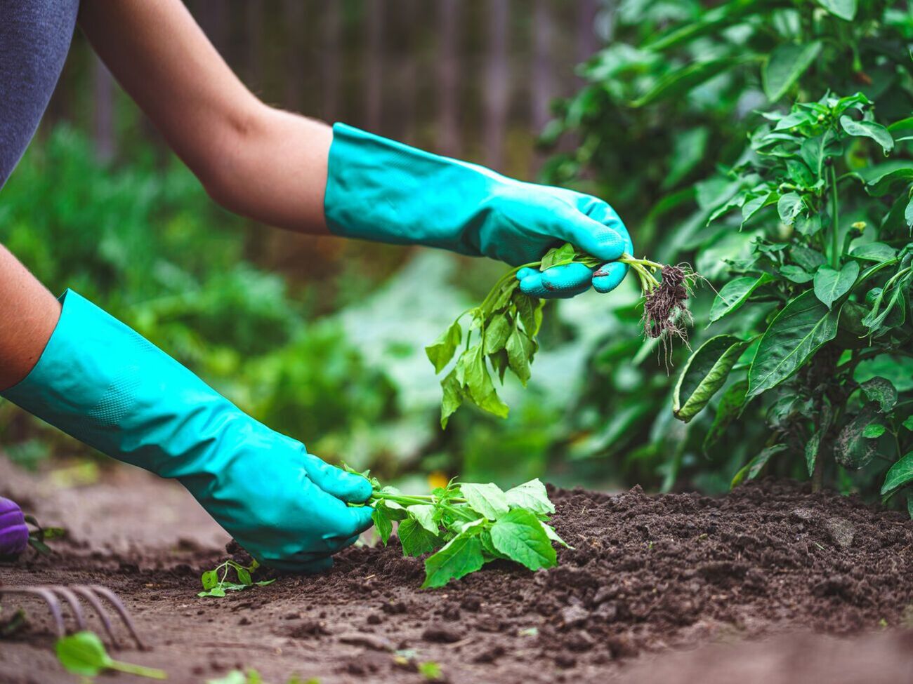Розсаду базиліку можна пересаджувати в землю після того, як вона буде 5 см заввишки