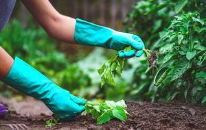Розсаду базиліку можна пересаджувати в землю після того, як вона буде 5 см заввишки