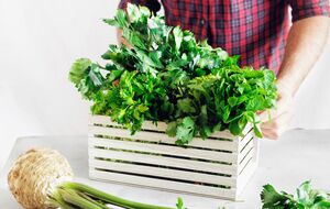 Высевать семена сельдерея необходимо за 70 дней до его высадки в открытый грунт