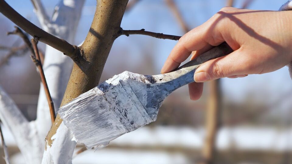 Садоводы белят деревья для защиты от вредителей и солнечных ожогов