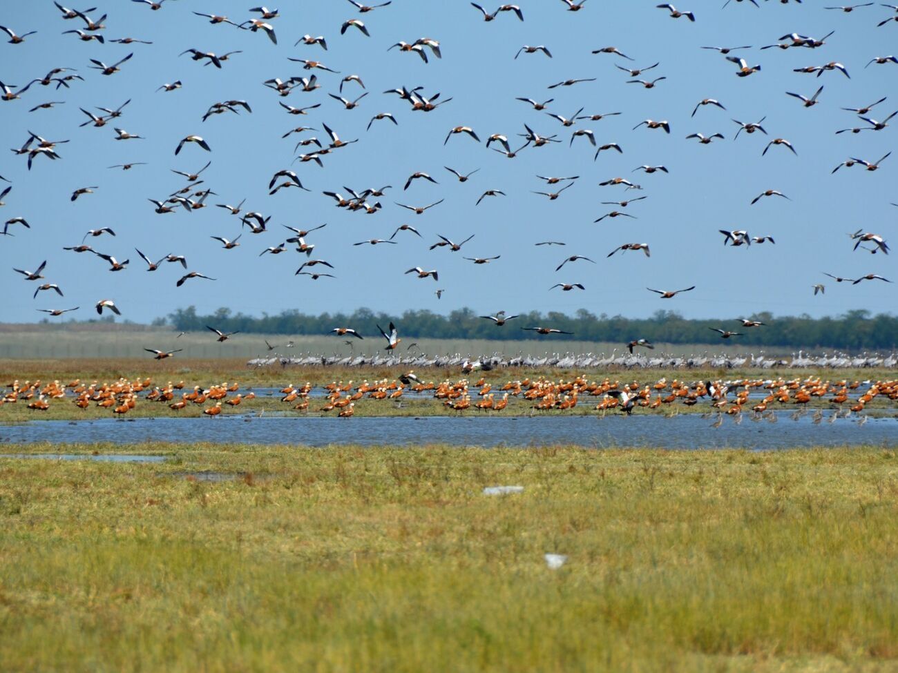 В "Асканії-Нові" зазначили, що персонал заповідника поки що й далі виконує функціональні обов'язки