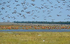 В "Аскании-Нова" отметили, что персонал заповедника пока продолжает выполнять функциональные обязанности