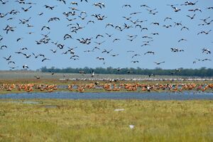 В "Асканії-Нові" зазначили, що персонал заповідника поки що й далі виконує функціональні обов'язки