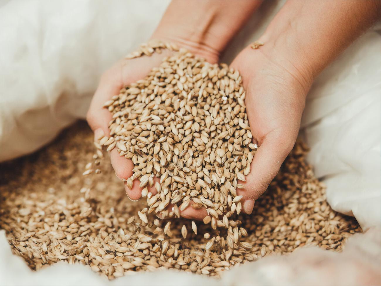 Украина экспортирует зерно в том числе в страны Африки