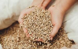 Украина экспортирует зерно в том числе в страны Африки