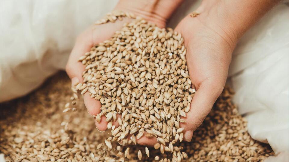 Украина экспортирует зерно в том числе в страны Африки