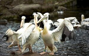Пелікани одними з перших зустрічають відвідувачів зоопарку