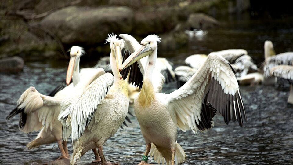 Пелікани одними з перших зустрічають відвідувачів зоопарку