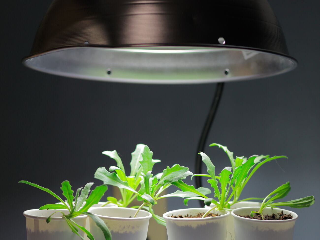 Оптимальний світловий день для рослин триває 14 годин