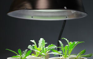 Оптимальный световой день для растений длится 14 часов