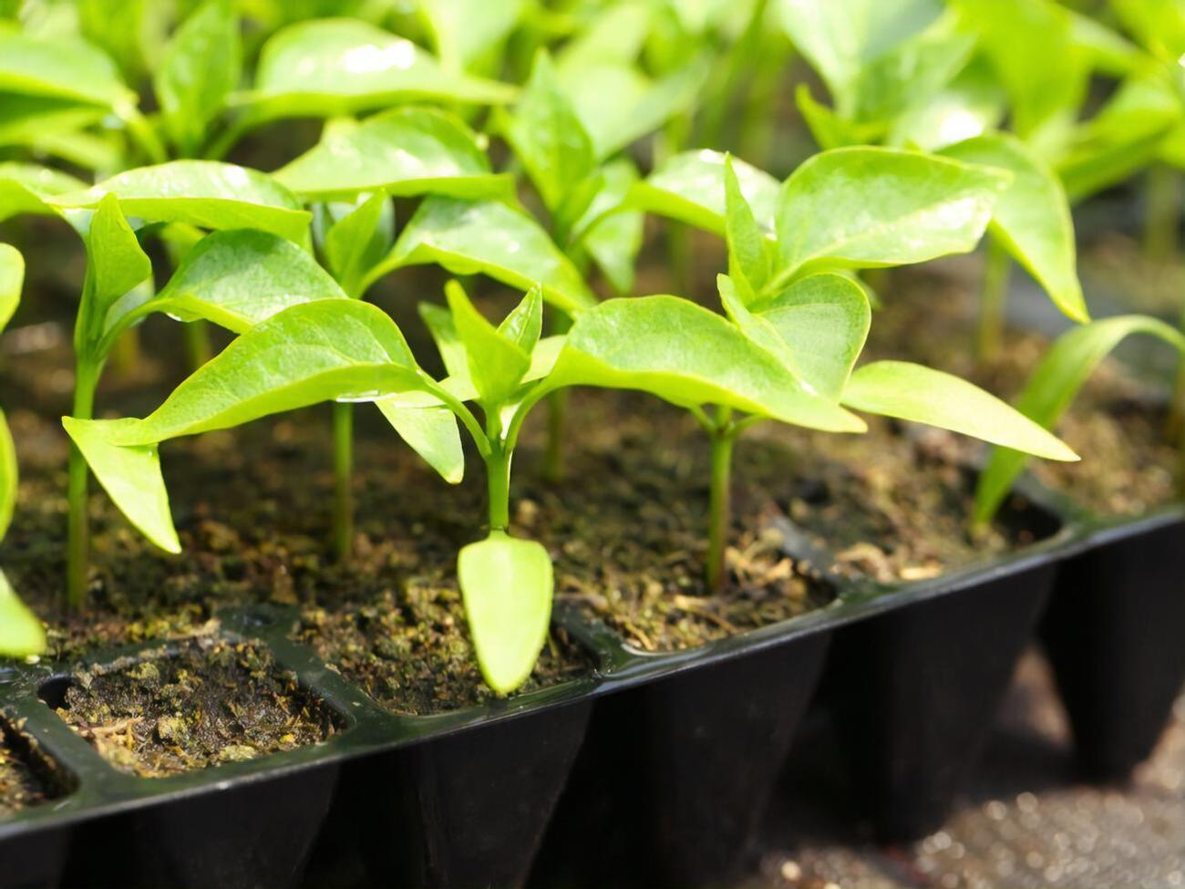 Саженцам нужны тепло и свет