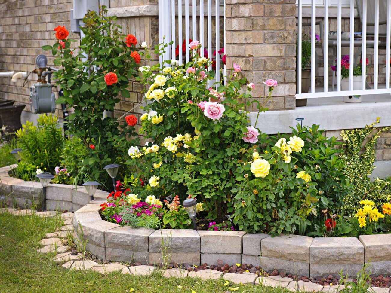 Чтобы не поливать часто розы, землю вокруг них необходимо устелить корой