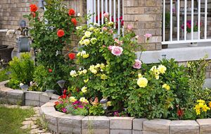 Чтобы не поливать часто розы, землю вокруг них необходимо устелить корой