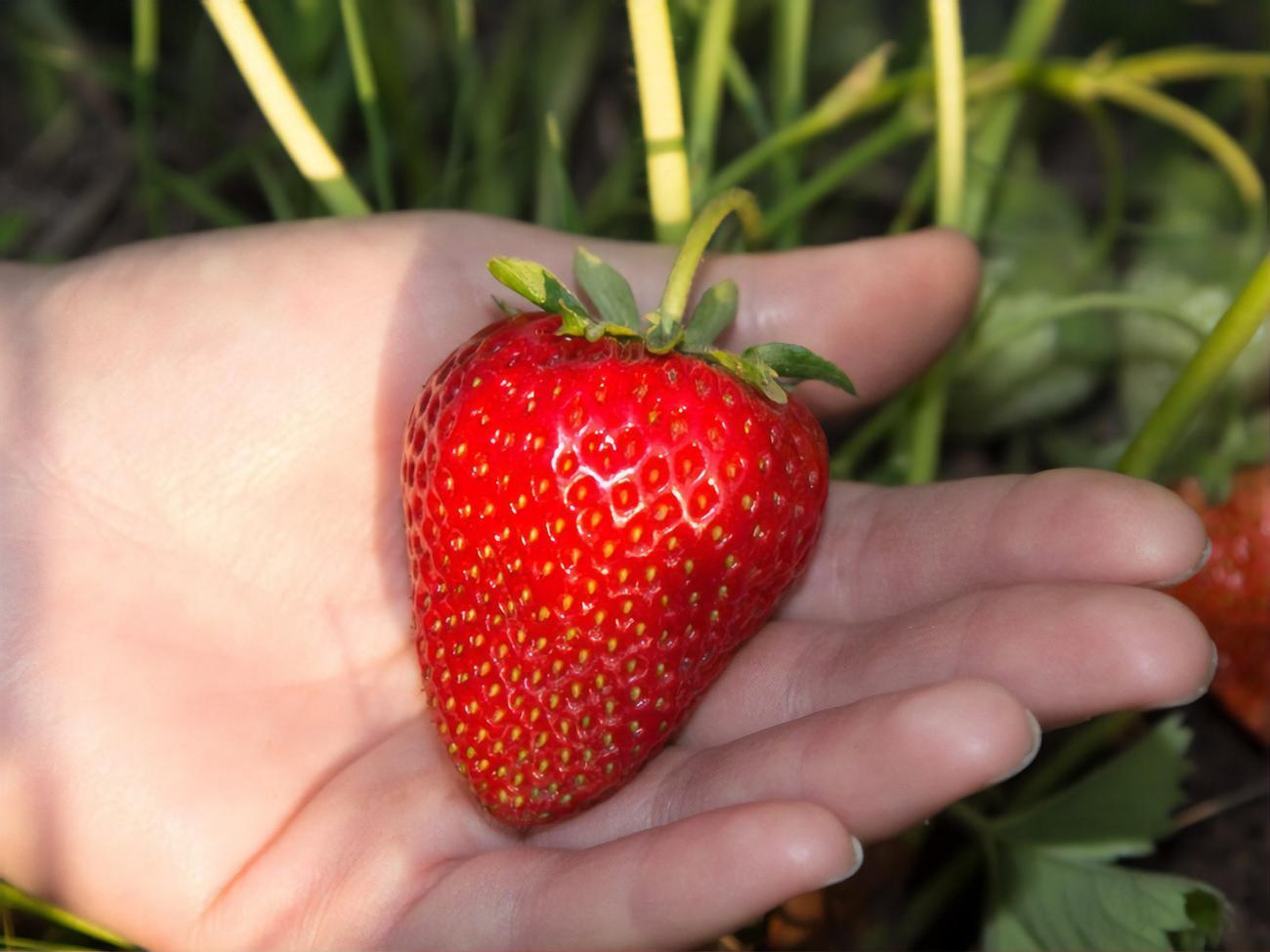 Клубника будет вкусной и ароматной