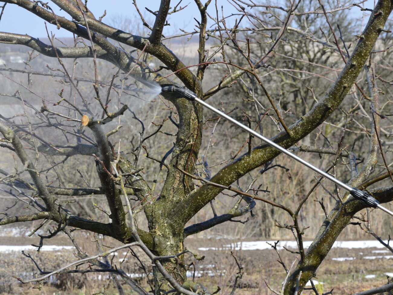 Обприскування саду розчином із великою кількістю міді може спровокувати опіки у рослин