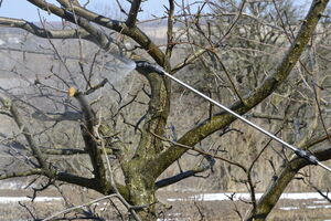 Опрыскивание сада раствором с большим количеством меди может спровоцировать ожоги у растений