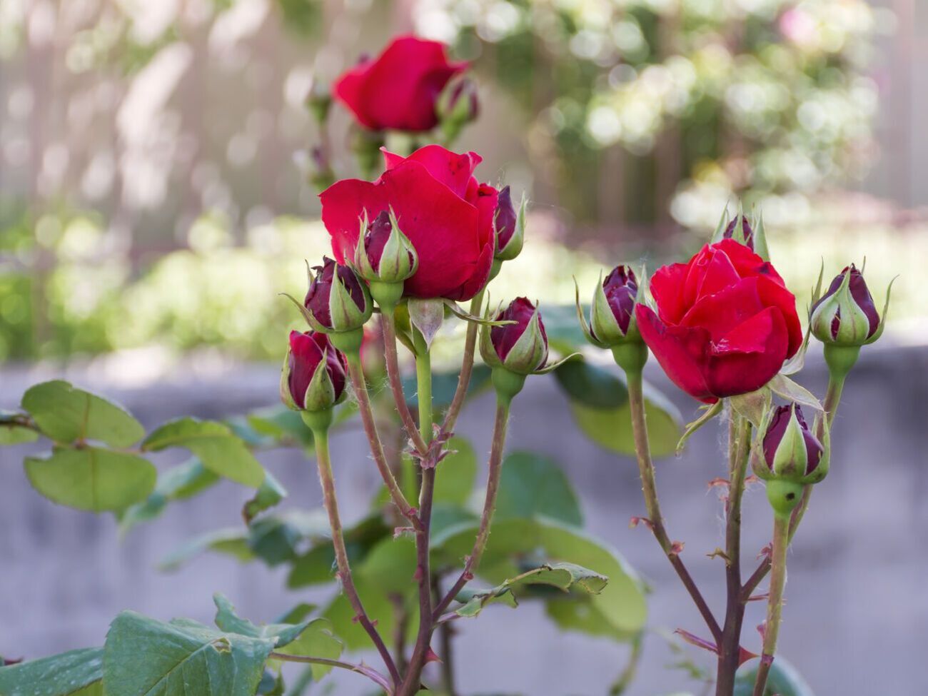 Во время высадки саженцев роз в яму дополнительно ничего не надо добавлять