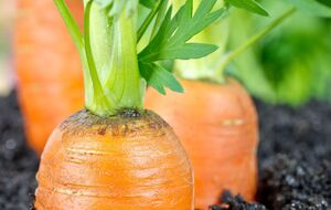 Якщо насіння моркви посіяти відразу в землю, воно переважно не проростає